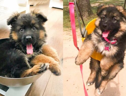 Cute German Shepherd Puppies Videos Compilation #1 - Cutest German Shepherd Puppies