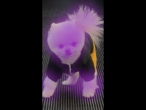 Funny and Cute Pomeranian | Cute puppy on tiktok | tiktok cute puppies. Pom15