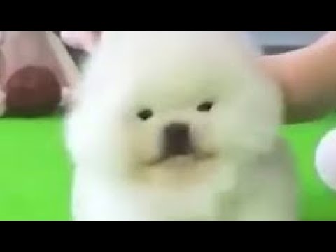 Funny and Cute Pomeranian | pome049 | Cute Puppy Tiktok | Tiktok Cute Puppies |