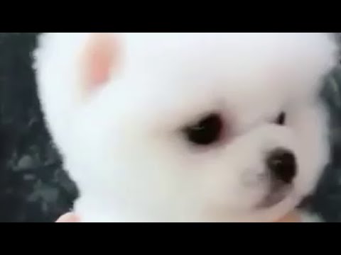 Funny and Cute Pomeranian | pome046 | Cute Puppy Tiktok | Tiktok Cute Puppies |