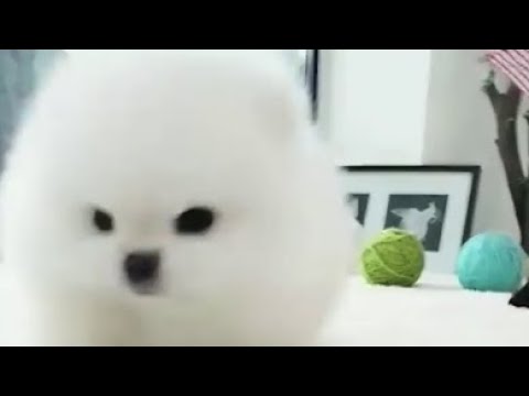 Funny and Cute Pomeranian | pome047 | Cute Puppy Tiktok | Tiktok Cute Puppies |
