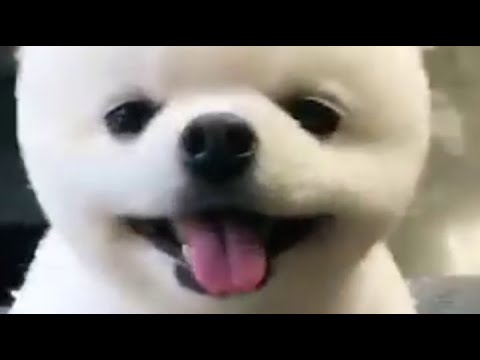 Funny and Cute Pomeranian | Cute Puppy Tiktok | Tiktok Cute Puppies | Pom030