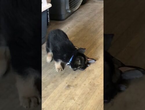 Cute puppy plays with new toy.