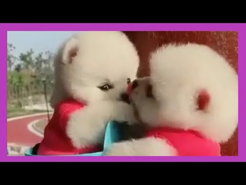 Funny and Cute Pomeranian | Cute Puppy Tiktok | Tiktok Cute Puppies Pom29