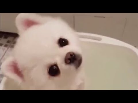 Funny and Cute Pomeranian | pome040 | Cute Puppy Tiktok | Tiktok Cute Puppies |