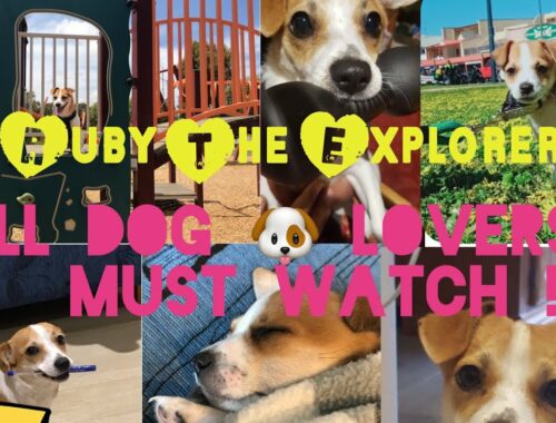 CUTE Ruby The Explorer /DOG LOVERS MUST WATCH / MY CUTE PUPPY RUBY