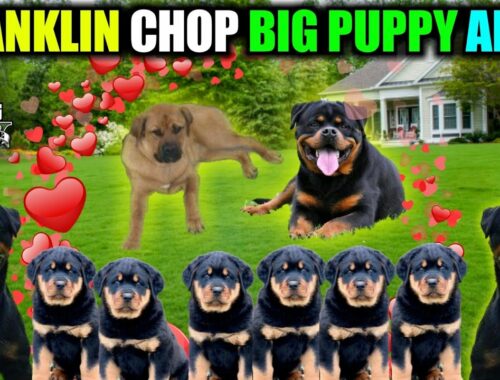 Gta 5 : Franklin Chop Cute Puppy Army /Rottweiler  ARMY / in GTA V (Chop Girlfriend  Cute Puppies)