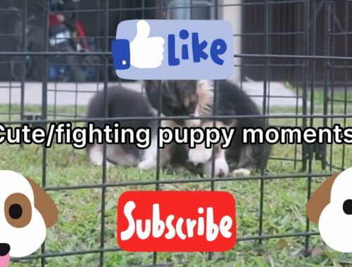PUPPY VLOG 6: CUTE PUPPY MOMENTS 2 (FIGHTING MOMENTS)