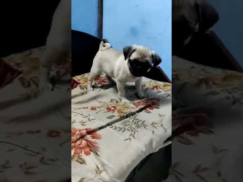 cute puppy is playing