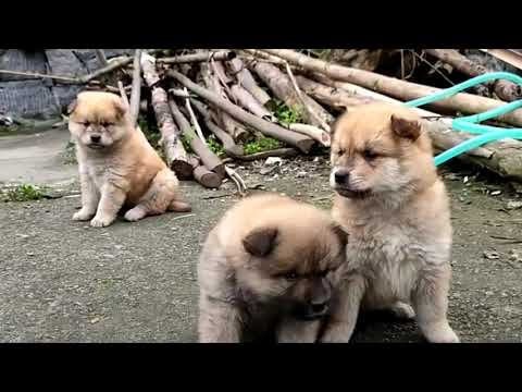 Funny and Cute Puppies 2020
