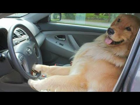 Funniest & Cutest Golden Retriever Puppies #2 - Funny Puppy Videos 2021