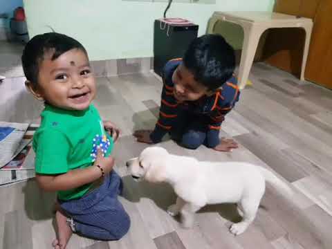 cute labrador puppy playing with kids