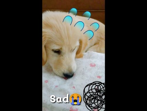 Cute Puppy Playing With Broo.. Golden Retriever Puppies Funny Puppy Videos - Whisky  Cagan#26