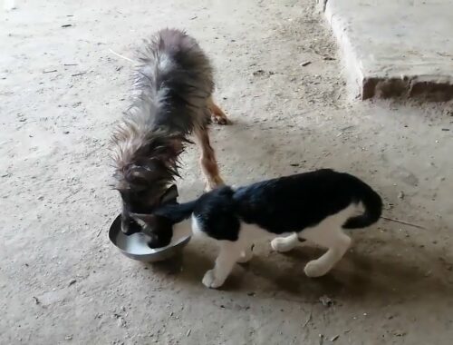 Cute Puppy and Little Cat are playing together very interesting