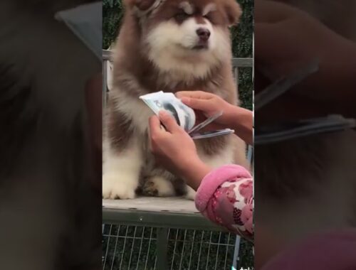Adorable Pomeranian And Cute Puppy Videos Compilation #Ep49