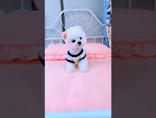 Very Very Cute Puppy