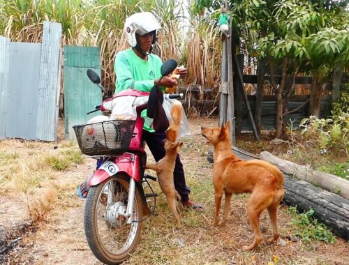 mother dog and cute puppy Rex running to receive food from motorbike