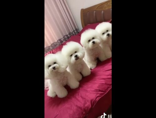 Adorable Pomeranian And Cute Puppy Videos Compilation #Ep