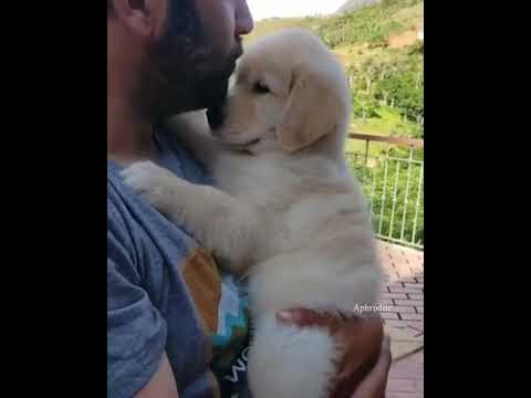 Cute puppy video