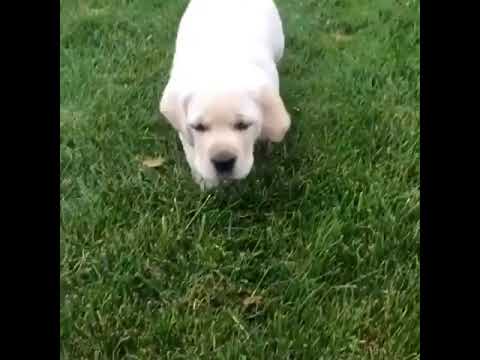 So Cute Puppy  | #Shorts [pt.88] Labrador