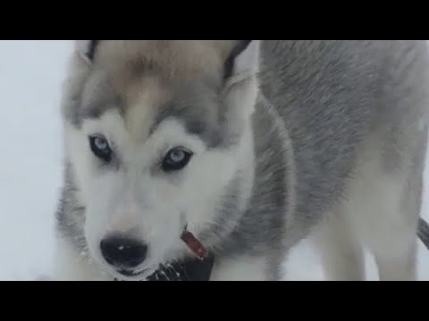 Cute puppy husky snow day