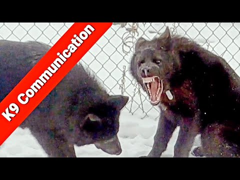 WARNING! Cute Puppy Video - GIANT 5 Month Puppies Playing in Snow