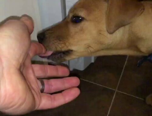 Cute puppy dog licking my hand