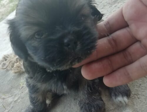 Smallest puppy i ever met #cutepuppy #shihtzu