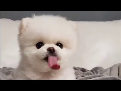 Funny and Cute Pomeranian | pome043 | Cute Puppy Tiktok | Tiktok Cute Puppies |
