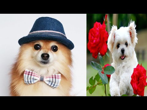 cute puppy images