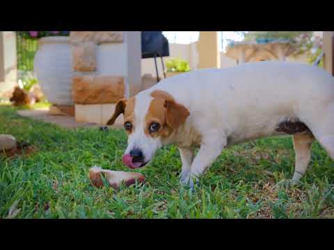 Cute Puppy Race in 4K (ULTRA HD)..