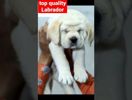Top quality Labrador puppy | The So cute puppy | Labrador | Dog Short