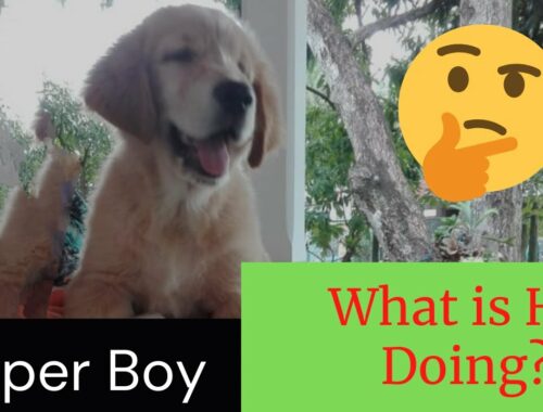 Golden Retriever Dog | Funny Playing Cute Puppy | Jesper Boy #goldenretrieverdog #dogfunnyreacts