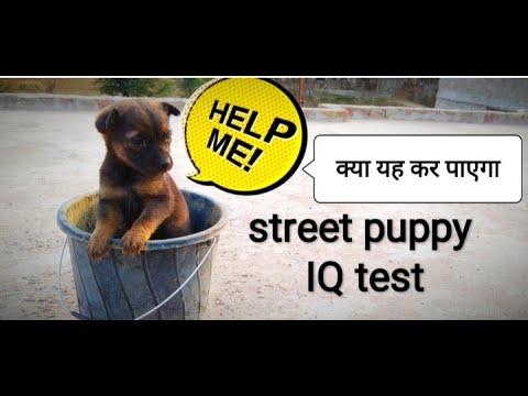Street puppy challenge and iq test. Hindi .cute puppy.street dog.funny puppy video.