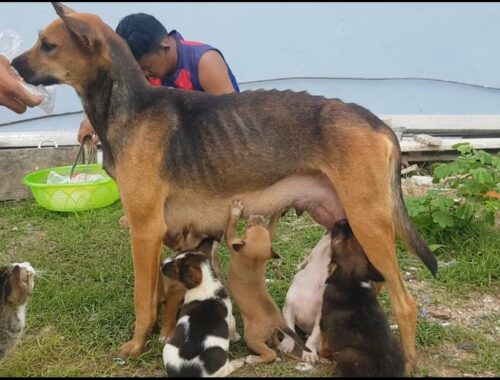 Mom me so hungry, cute puppies try to drink milk dog