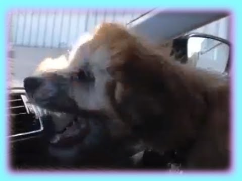 Cute Puppy vs Air Conditioner