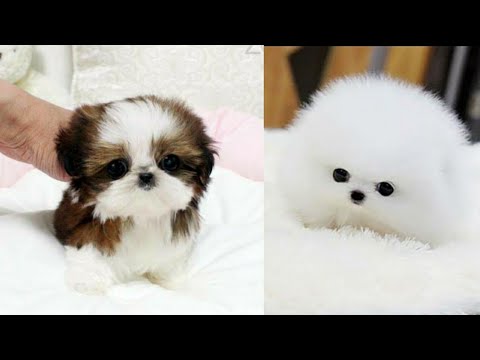 Top 5 best small dog breeds | HINDI | 2020 |