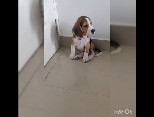 Cute puppy reactions||Beagle cute||Cyrus the beagle