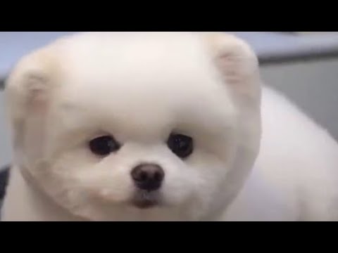 Cute Puppy |
