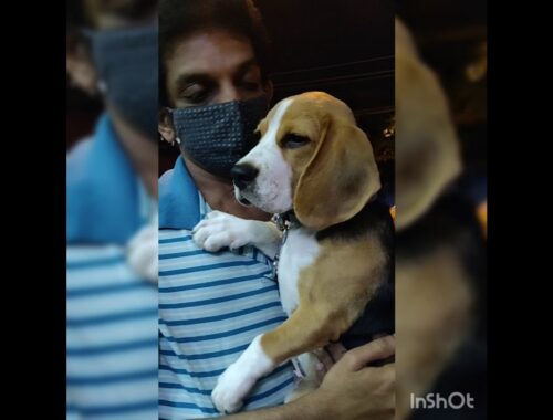 Beagle puppy Pampered||cute puppy|| cute beagle video