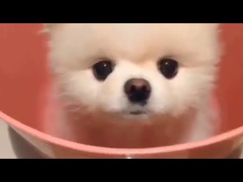 Cute Puppy | DaisyCute