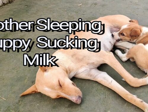 Cute Puppy Enjoying Mik While Mother Dog Sleeping | Mother Dog Feeding Puppy | #Cute_Puppy #Pupies