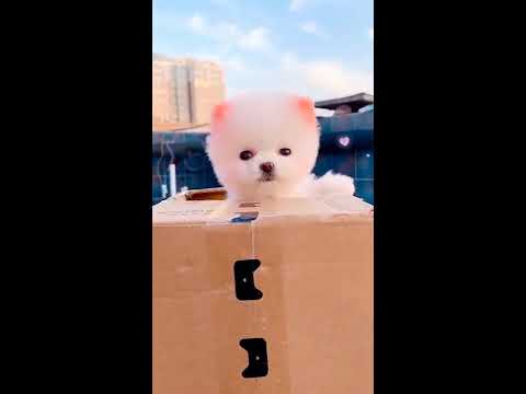 Cute Puppy Inside Box
