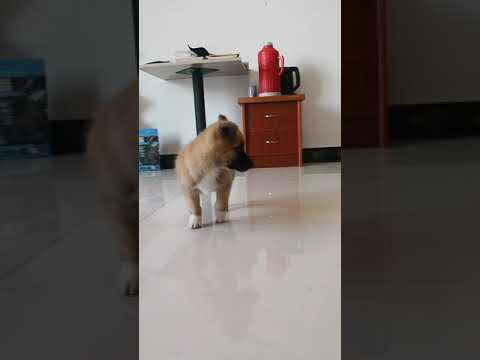 Cute puppy dog Luke plays. The link of dog food in this video is in the description below#shorts