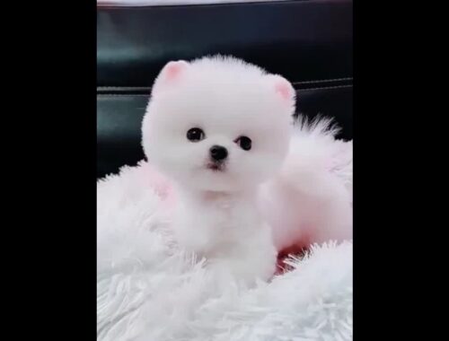 Wow So Cute Puppy