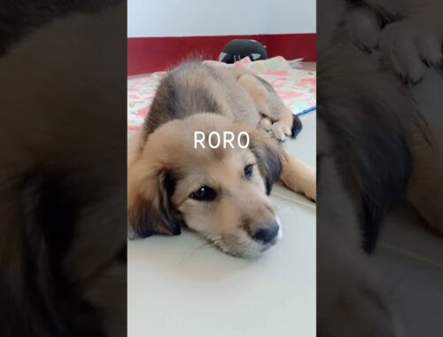 RORO | ( My cute puppy was Canine Parvo Virus)