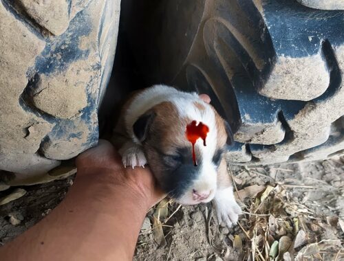 Rescue A Cute Puppy Badly Trapped Under The Wheel Cute Dog's Puppy After Being Rescued 2021