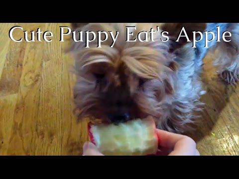 CUTE PUPPY EAT'S APPLE!