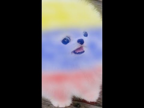 Funny and Cute Pomeranian | Cute puppy on tiktok | tiktok cute puppies Pom10