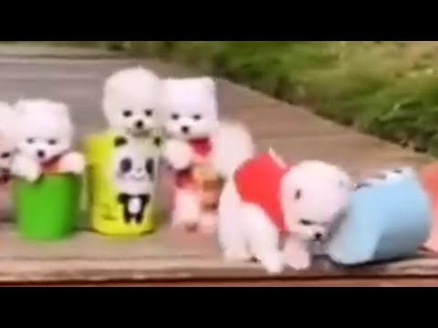 TikTok Cute Puppy | pme087 | Funny and Cute Pomeranian | TinaCute